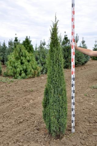 Juniperus communis 'Sentinel'